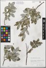Foto von Salix myrsinifolia Salisb.
